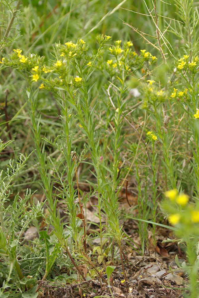 Linum strictum / Lino minore